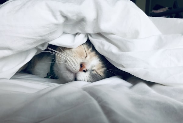 睡眠與夢境