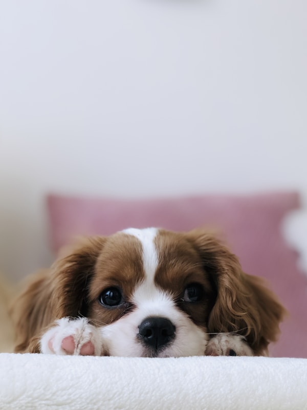 狗狗健康檢查